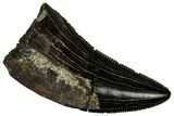 Serrated, Tyrannosaur (Nanotyrannus) Tooth - Montana #350376-1